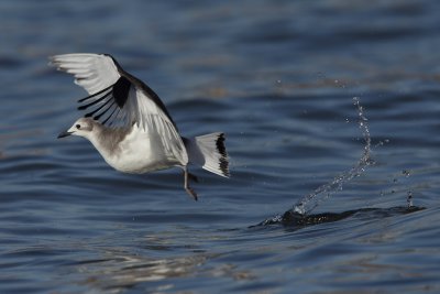 Sabine's gull, juvenile