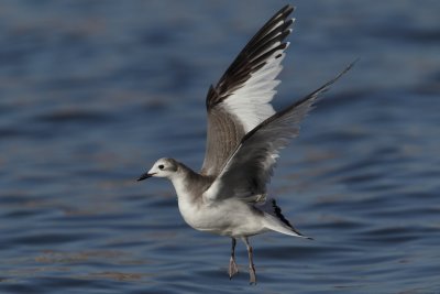 Sabine's gull, juvenile