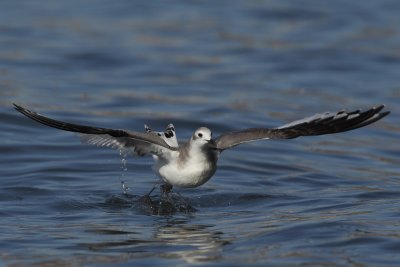 Sabine's gull, juvenile