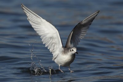 Sabine's gull, juvenile