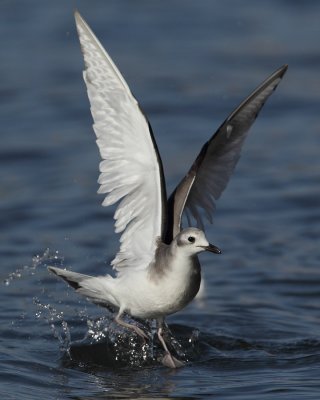 Sabine's gull, juvenile