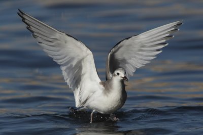 Sabine's gull, juvenile