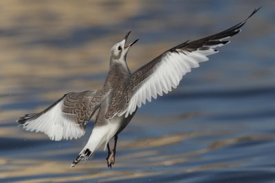 Sabine's Gull - Going for Bread