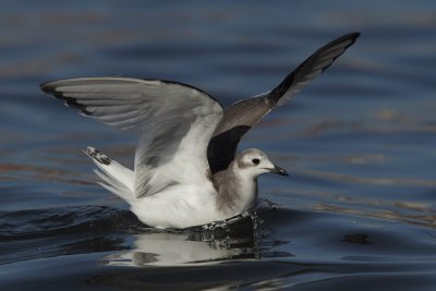 Sabine's gull, juvenile