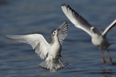 Sabine's gull, juvenile