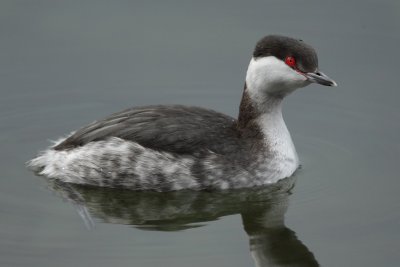 Horned grebe