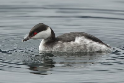 Horned grebe