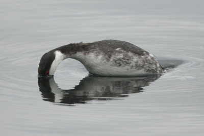 Horned grebe
