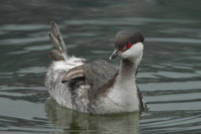 Horned grebe