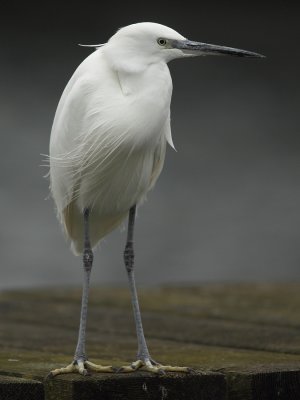 Little Egret