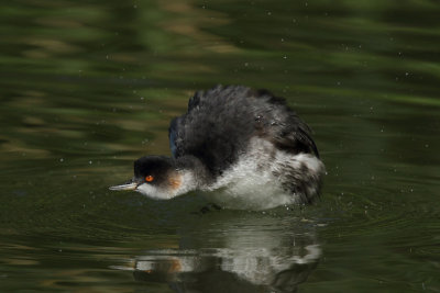 Black-necked grebe, basic plumage