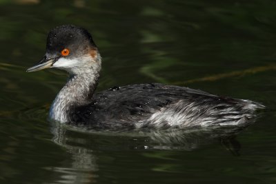 Black-necked grebe, basic plumage