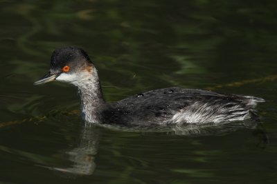 Black-necked grebe, basic plumage