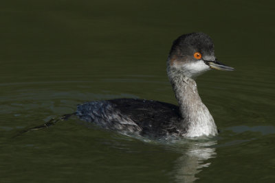 Black-necked grebe, basic plumage