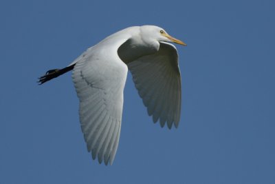 Cattle egret, basic plumage