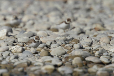 Little ringed plover, juvenile