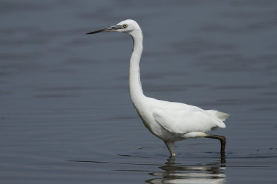 Little egret
