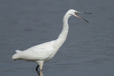 Little egret