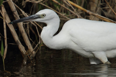 Little egret