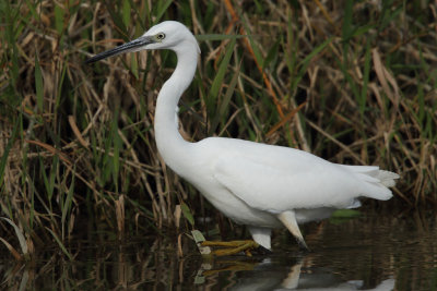 Little egret