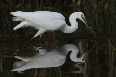 Little egret with catch