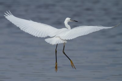 Little egret