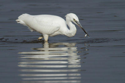 Little egret with catch