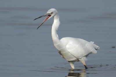 Little egret