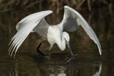 Little egret with catch