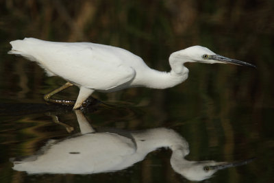 Little egret, stalking