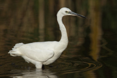 Little egret