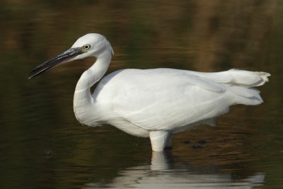 Little egret