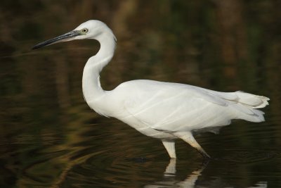 Little egret