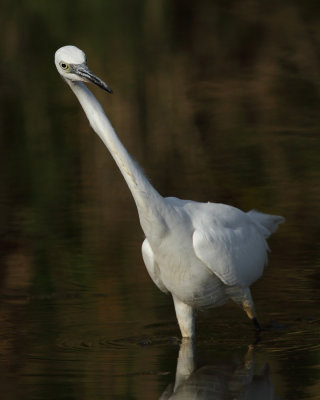 Little egret, watching