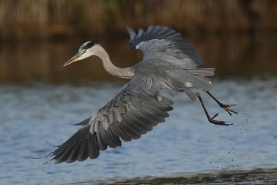 Grey heron, immature