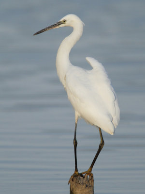 Little egret