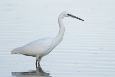 Little egret