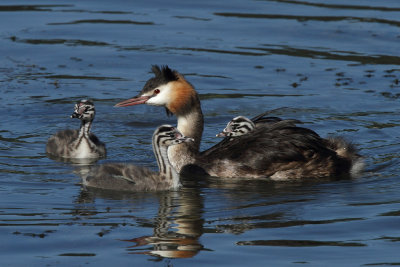 Great crested grebe family