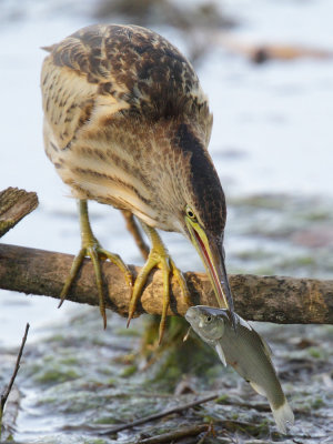 Little bittern, juvenile