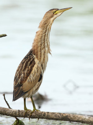 Little bittern, juvenile