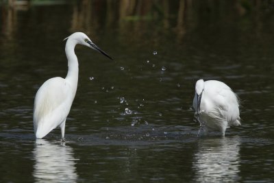 Little egret