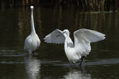 Little egret