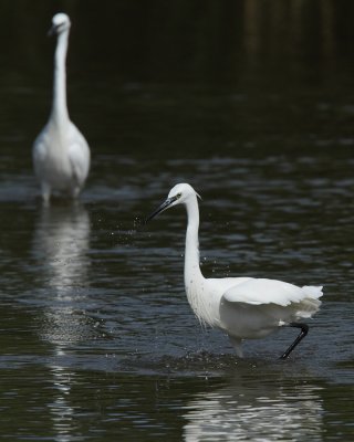 Little egret