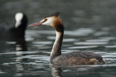 Great crested grebe