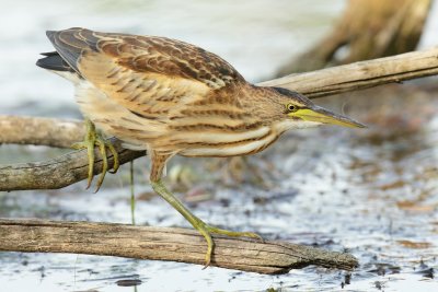 Little bittern, juvenile