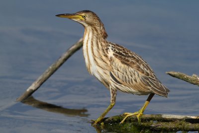 Little bittern, juvenile