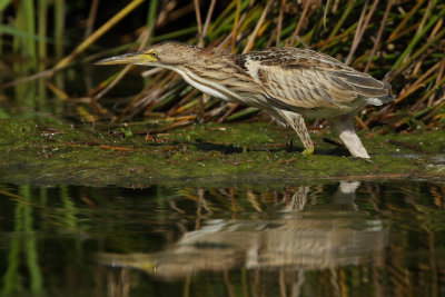 Little bittern, juvenile