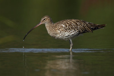Curlew
