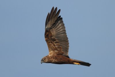 Marsh harrier, young male