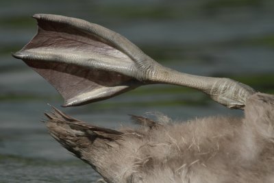 Mute swan, juvenile